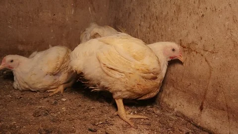 Overweight Broiler Chicken Unable to Support Its Body Weight. Stock Footage 324453482