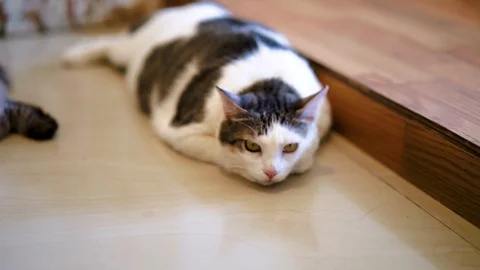 Overweight cat chilling on the floor Stock Footage 97127122