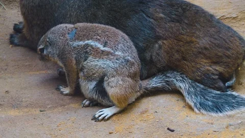 An overweight ground squirrel Stock Footage 253409810
