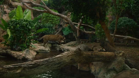 Overweight leopard walking through its zoo enclosure Stock Footage 322194578
