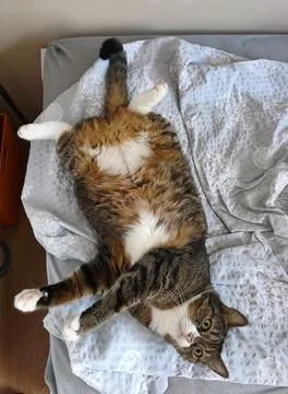 Overweight tabby cat lying on back illustrating pet obesity issue 库存照片