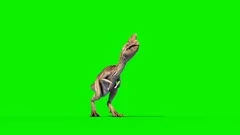 Oviraptor Dinosaurs Run Cycle Green Scre, Stock Video