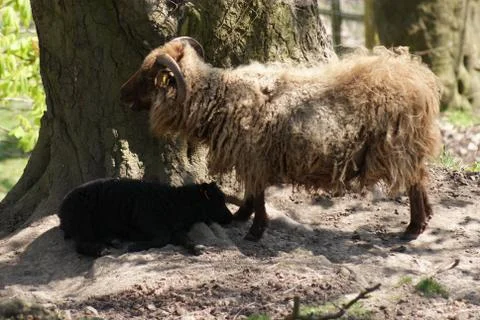 Ovis Aries - Icelandic Sheep Stock Photos
