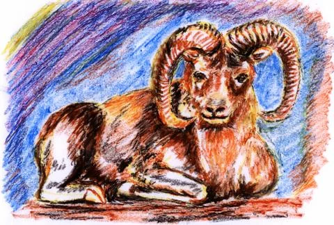 Ovis Stock Illustration