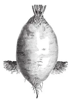 The ovoid shape Yellow Beet or Beta vulgaris vintage engraving Stock Illustration