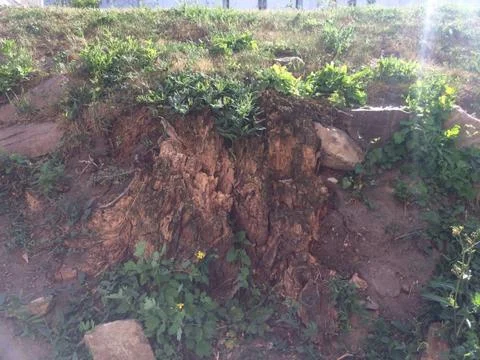 Овраг Stock Photos