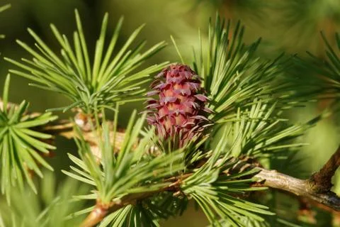 Ovulate cone of larch Stock Photos
