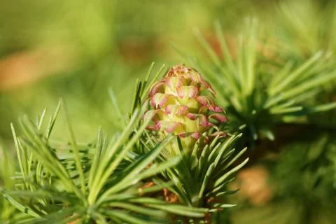Ovulate cone of larch Foto stock