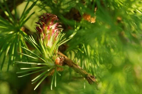 Ovulate cone of larch Stock Photos