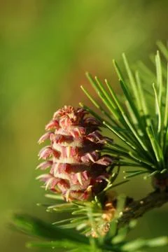 Ovulate cone of larch Stock-Fotos