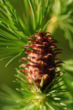 Ovulate cone of larch Stock Photos