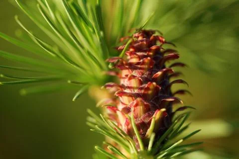 Ovulate cone of larch Stock Photos