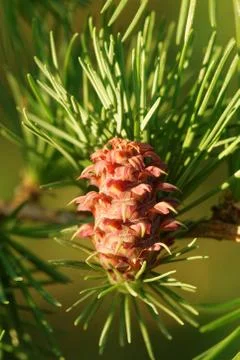 Ovulate cone of larch Stock Photos