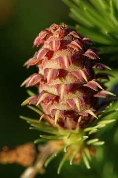 Ovulate cone of larch Stock Photos