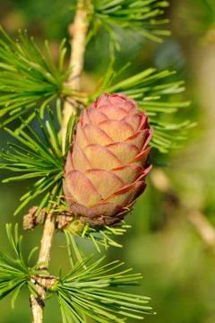 Ovulate cone (strobilus) of larch Stock Photos