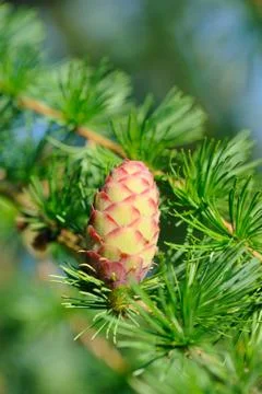 Ovulate cone (strobilus) of larch Foto stock