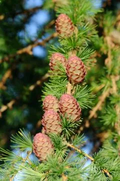 Ovulate cones of larch tree Foto stock