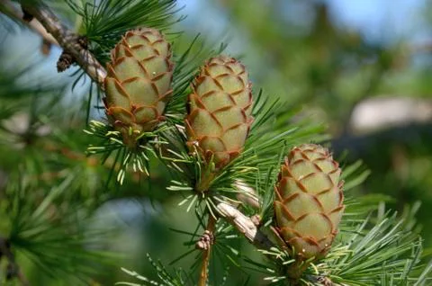 Ovulate cones of larch tree Foto stock