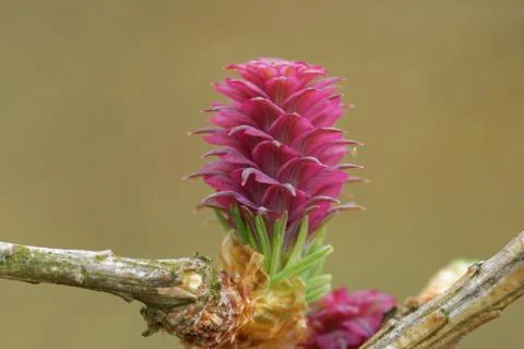 Ovulate cones of larch tree Stock-Fotos