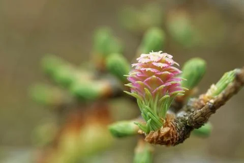 Ovulate cones of larch tree Stock Photos