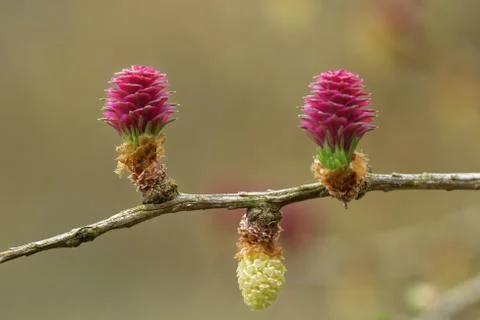 Ovulate cones of larch tree Stock-Fotos