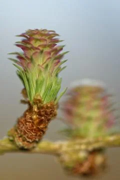 Ovulate cones of larch tree Stock Photos
