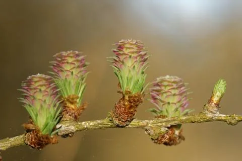 Ovulate cones of larch tree Foto stock