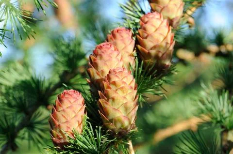 Ovulate cones (strobiles) of larch Stock Photos