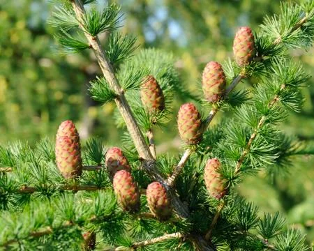 Ovulate cones (strobiles) of larch Stock-Fotos