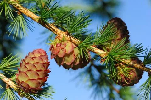 Ovulate cones (strobiles) of larch tree Stock Photos
