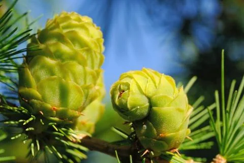 Ovulate cones (strobiles) of larch tree Foto stock