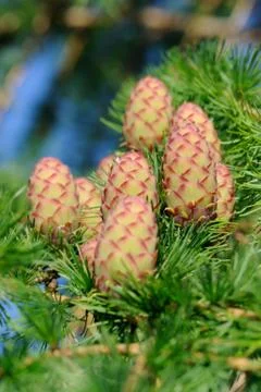 Ovulate cones (strobiles) of larch tree Stock Photos
