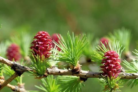 Ovulate cones (strobiles) of larch tree, spring, beginning of May Foto stock