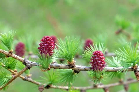 Ovulate cones (strobiles) of larch tree, spring, beginning of May Stock Photos