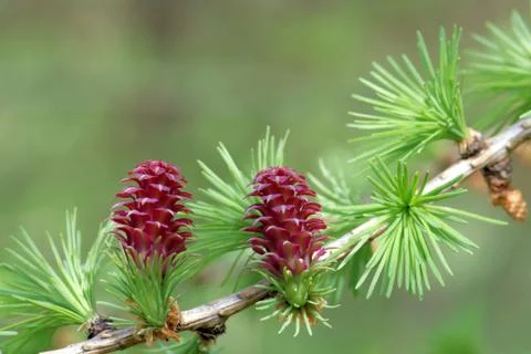 Ovulate cones (strobiles) of larch tree, spring, beginning of May Stock Photos