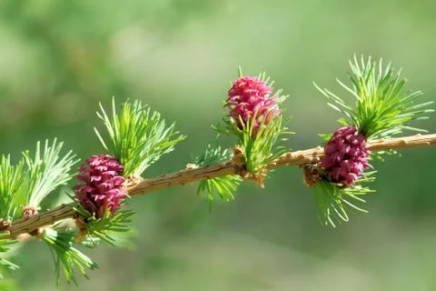 Ovulate cones (strobiles) of larch tree, spring, beginning of May Foto stock
