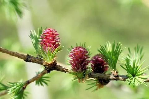 Ovulate cones (strobiles) of larch tree, spring, beginning of May Stock Photos