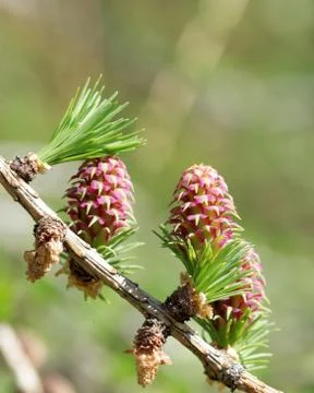 Ovulate cones (strobiles) of larch tree, spring, beginning of May Stock-Fotos