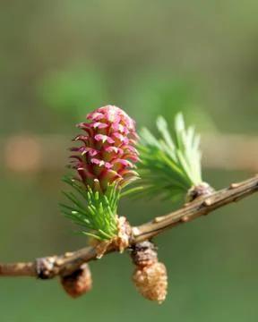 Ovulate cones (strobiles) of larch tree, spring, beginning of May Stock Photos