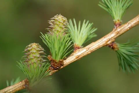 Ovulate cones (strobiles) of larch tree, spring, beginning of May Stock Photos