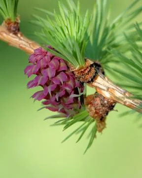 Ovulate cones (strobiles) of larch tree, spring, beginning of May Stock Photos
