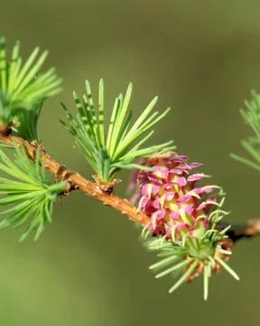 Ovulate cones (strobiles) of larch tree, spring, beginning of May Stock-Fotos