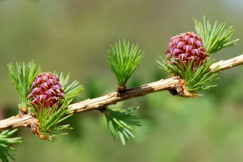 Ovulate cones (strobiles) of larch tree, spring, beginning of May Stock-Fotos