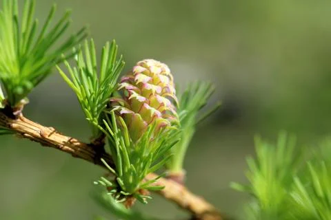 Ovulate cones (strobiles) of larch tree, spring, beginning of May Stock Photos