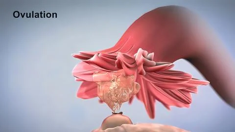 Ovulation and menstrual cycle Stock Illustration