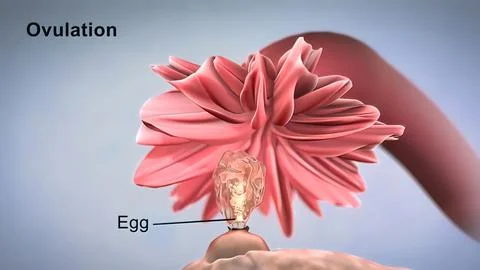 Ovulation and menstrual cycle Stock Illustration