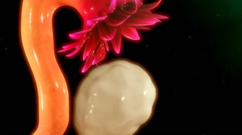 Ovulation 스톡 동영상 61816062
