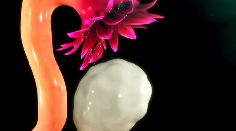 Ovulation Stock Footage 63029153