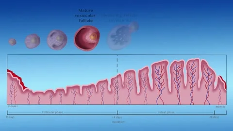 Ovulation, Menstruation Cycle, Labeled Video stock 194822934