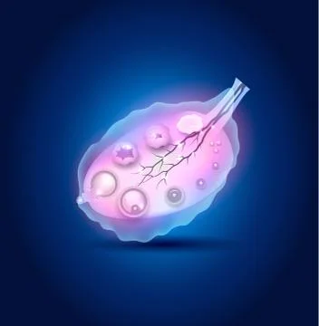 Ovulation in the Ovary blue design Stock Illustration